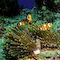 Clownfish Photo